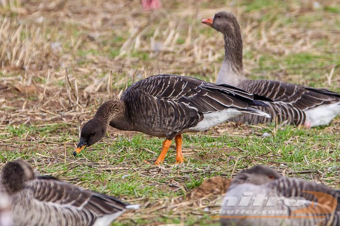 Taiga Bean Goose