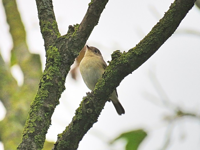 Red-breasted Flycatcher