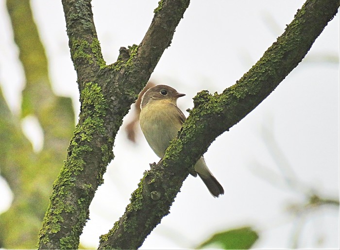 Red-breasted Flycatcher