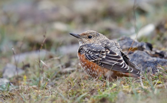 Rock Thrush