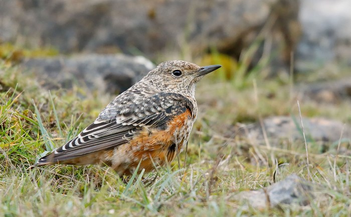 Rock Thrush