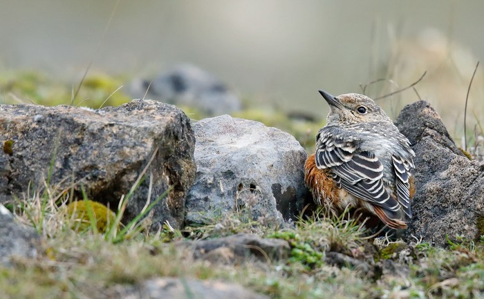 Rock Thrush