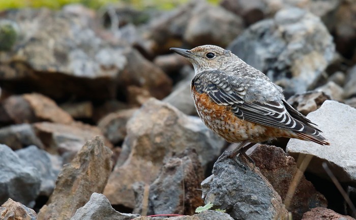 Rock Thrush