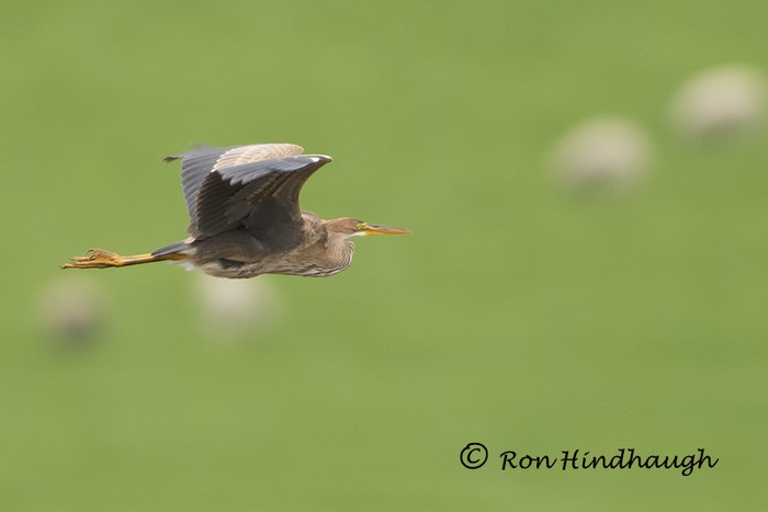 Purple Heron