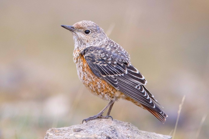 Rock Thrush