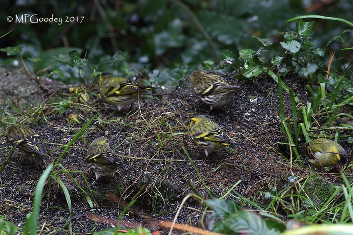 Siskin