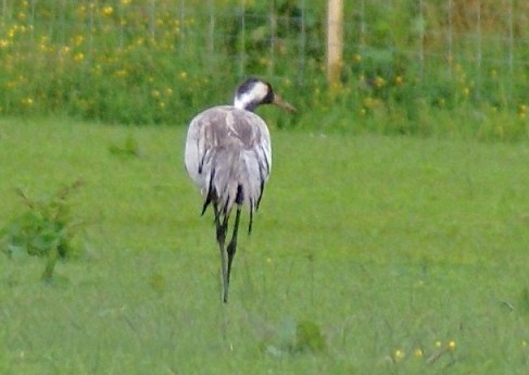 Common Crane
