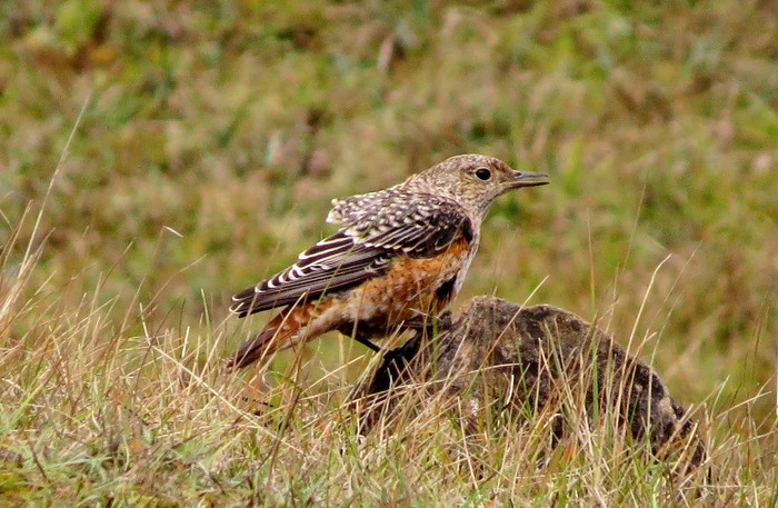 Rock Thrush
