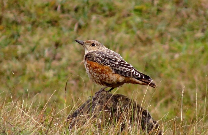 Rock Thrush