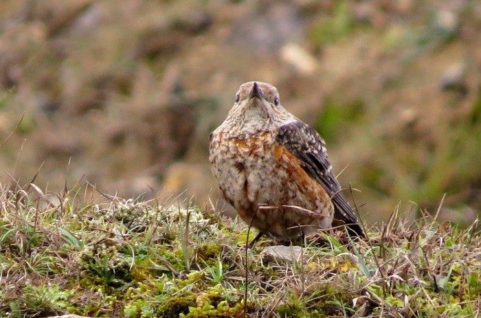 Rock Thrush