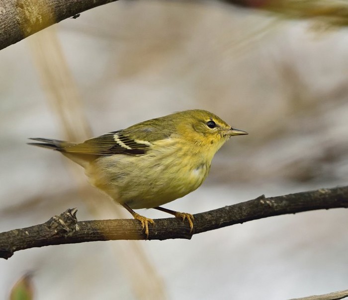 Blackpoll Warbler