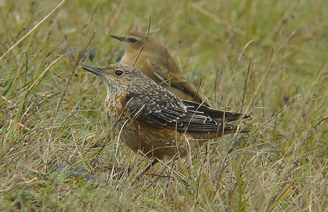 Rock Thrush