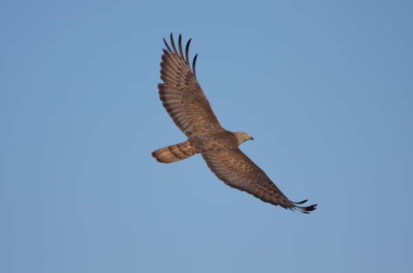 Honey Buzzard