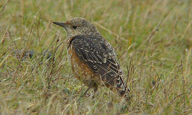 Rock Thrush