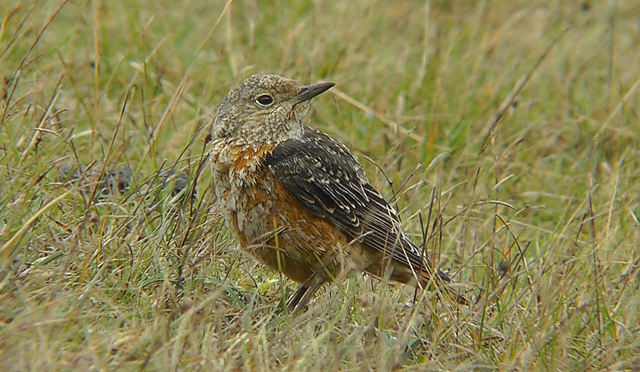 Rock Thrush