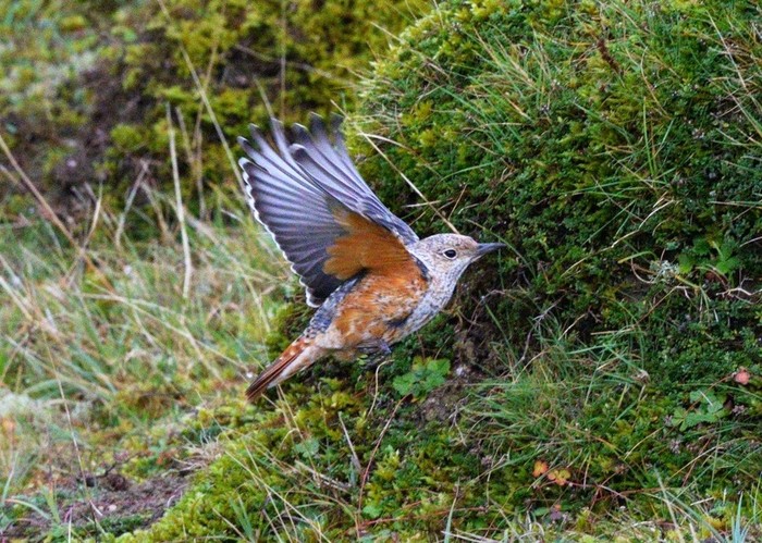 Rock Thrush