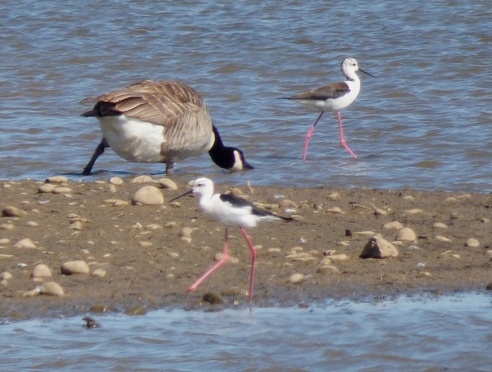 Black-winged Stilt
