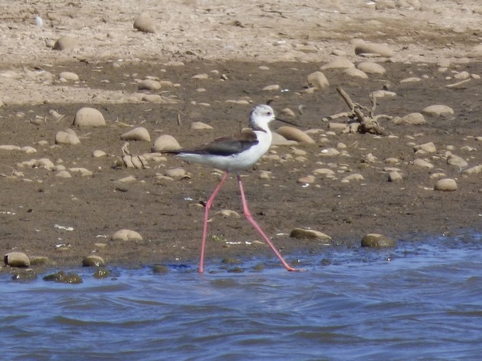 Black-winged Stilt