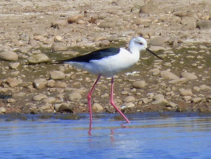 Black-winged Stilt
