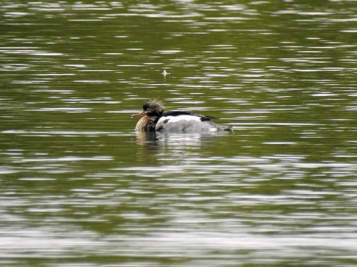 Red-breasted Merganser