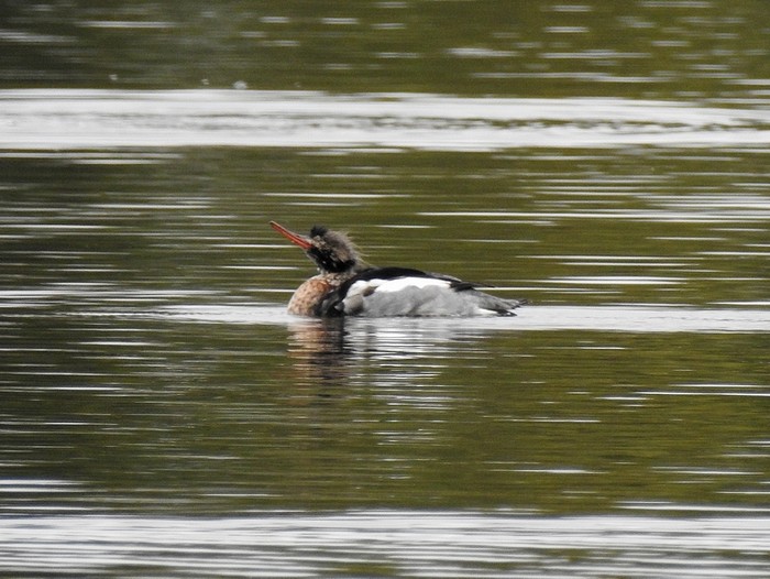 Red-breasted Merganser