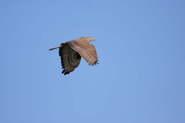 Honey Buzzard