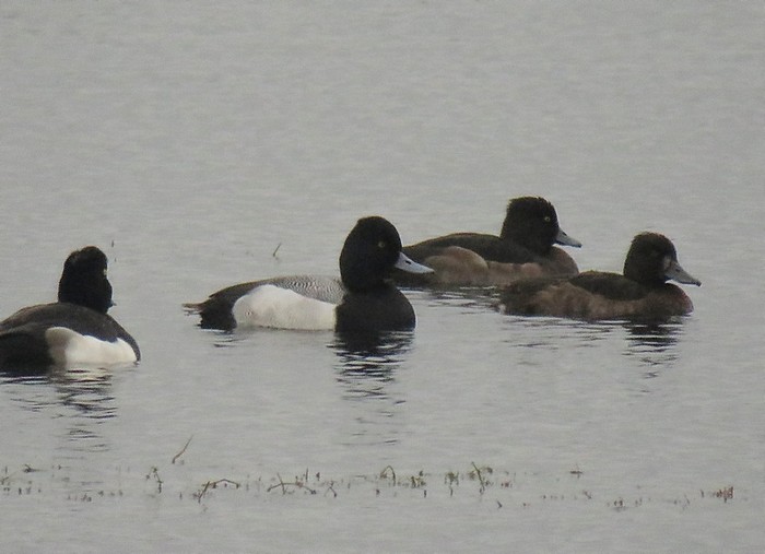 Lesser Scaup