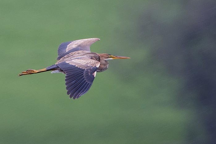 Purple Heron