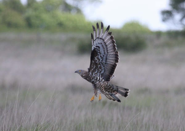 Honey Buzzard