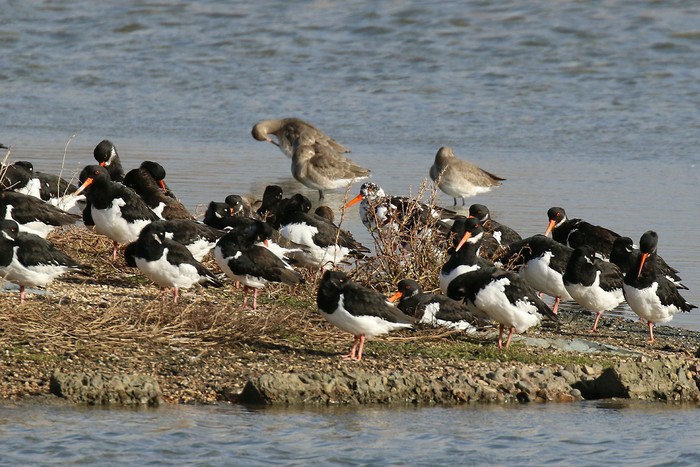 Oystercatcher