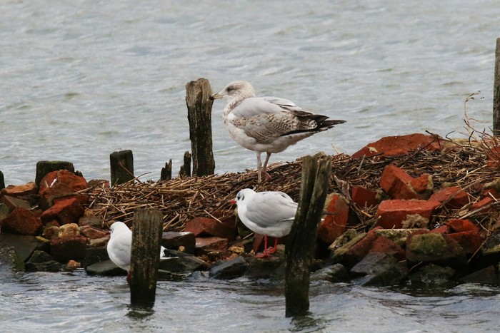 Herring Gull