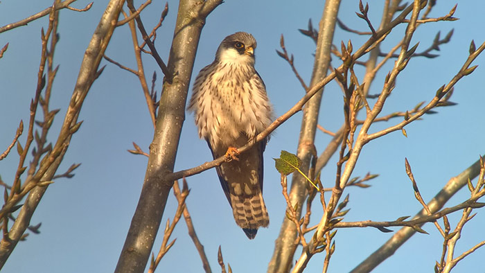 Red-footed Falcon