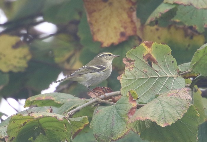 Yellow-browed Warbler