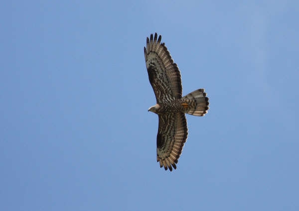 Honey Buzzard
