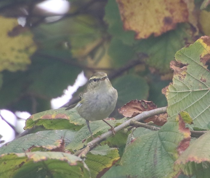 Yellow-browed Warbler