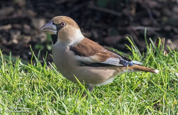 Hawfinch
