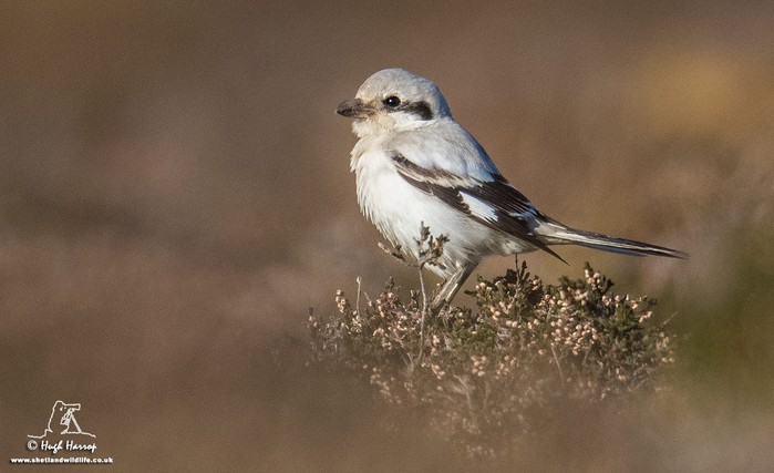 Steppe Grey Shrike