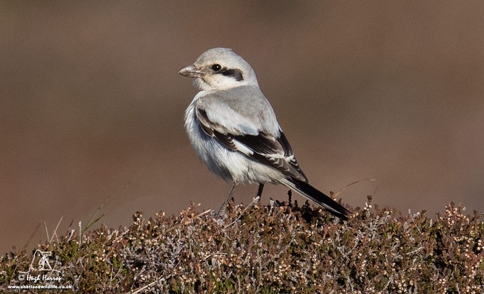 Steppe Grey Shrike