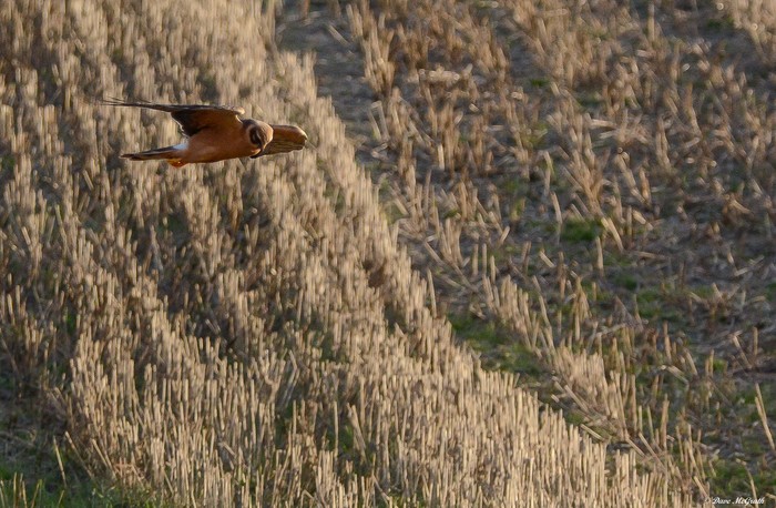 Pallid Harrier