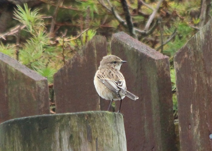 Siberian Stonechat