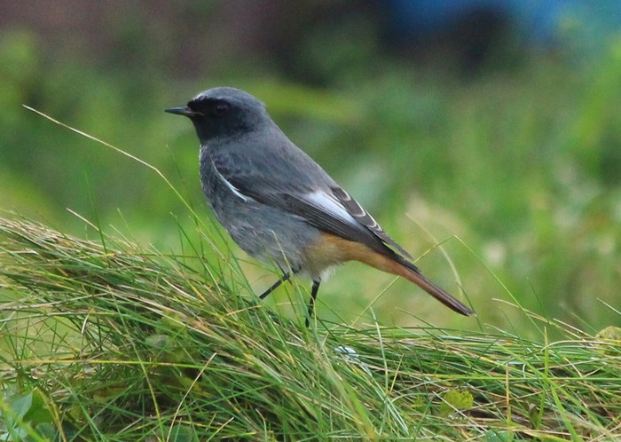 Black Redstart
