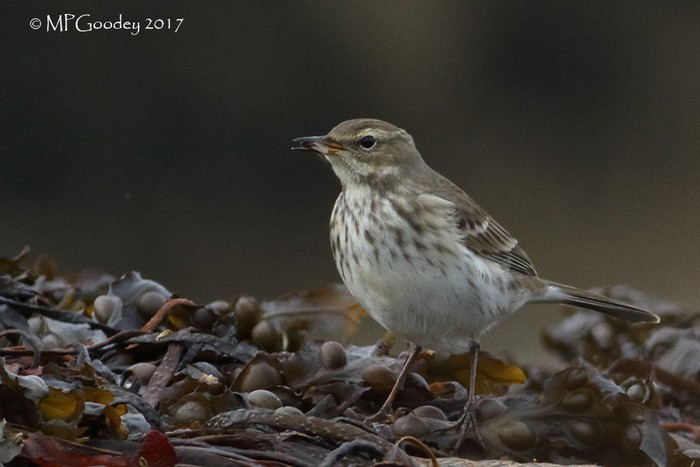 Water Pipit