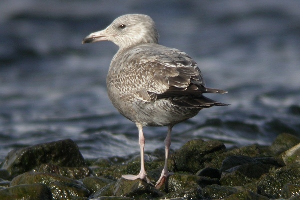 American Herring Gull