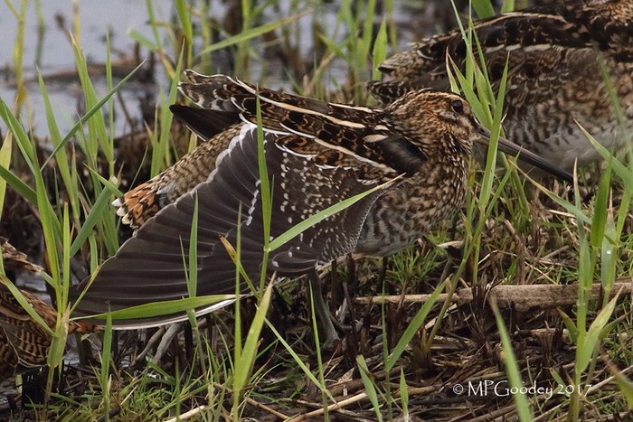 Snipe