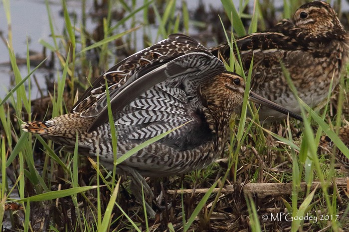 Snipe