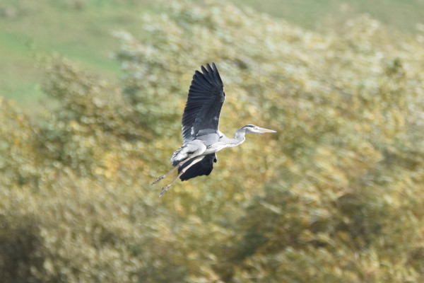 Grey Heron