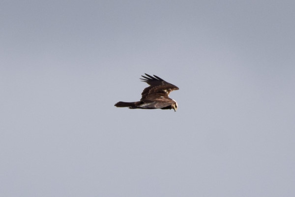 Marsh Harrier