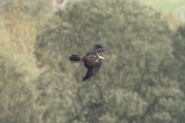 Marsh Harrier