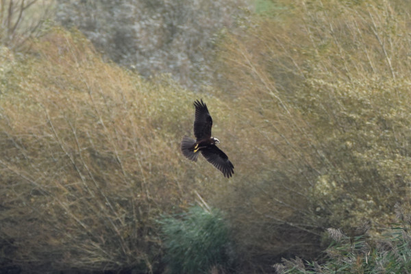 Marsh Harrier
