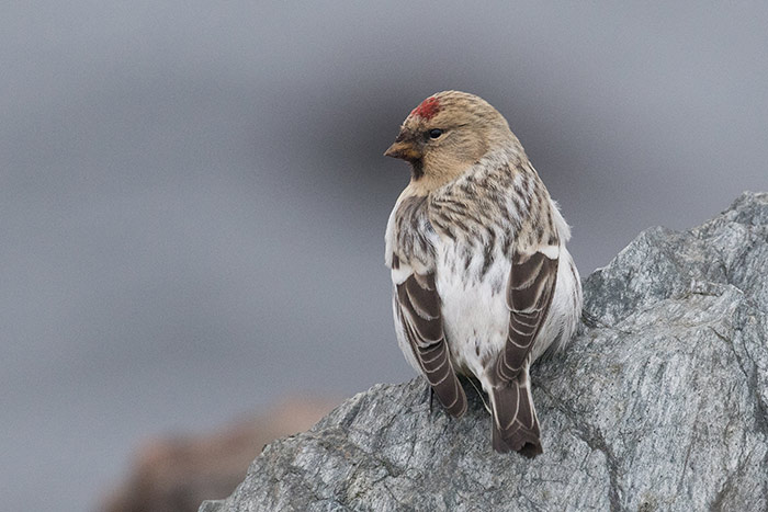 Hornemann's Arctic Redpoll